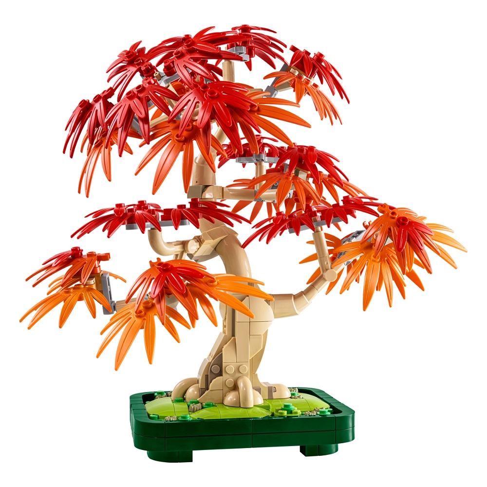 Japanese Red Maple Bonsai Tree
