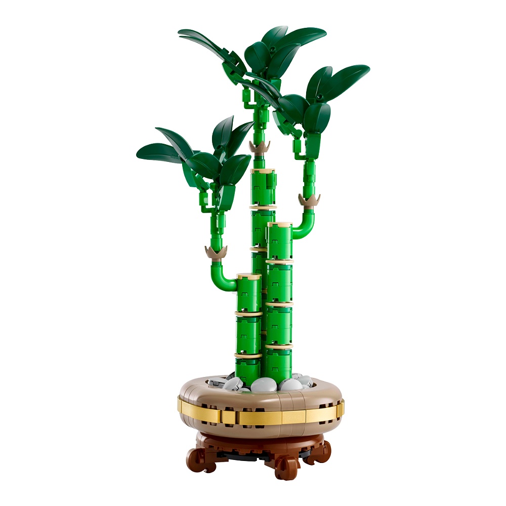 Lucky Bamboo