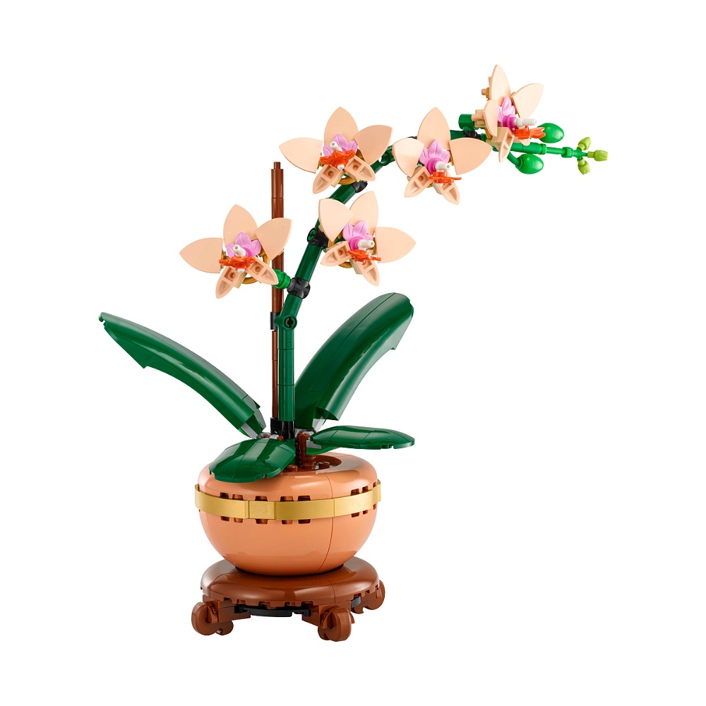 Mini Orchid